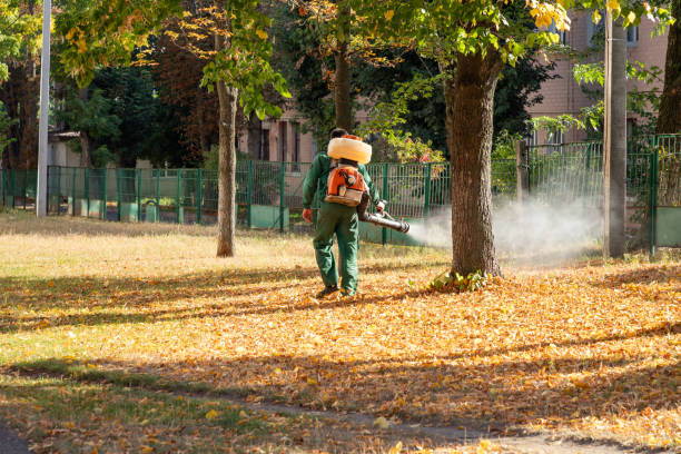 Best Termite Control Services  in Compo, CT