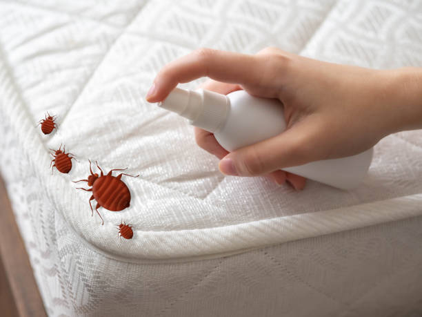 Professional Pest Control in Compo, CT