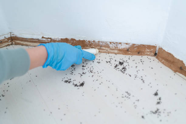 Best Flea Control Services  in Compo, CT